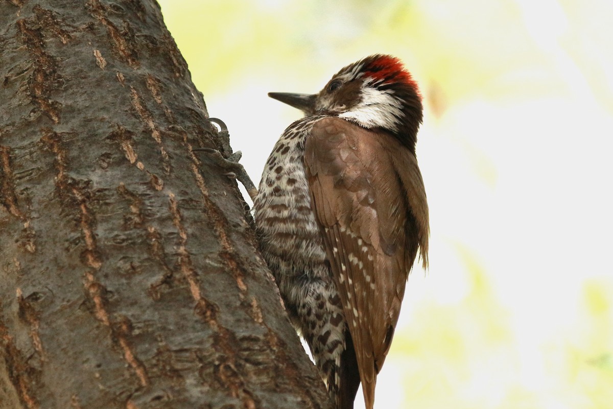 Arizona Woodpecker - Jesse Pline