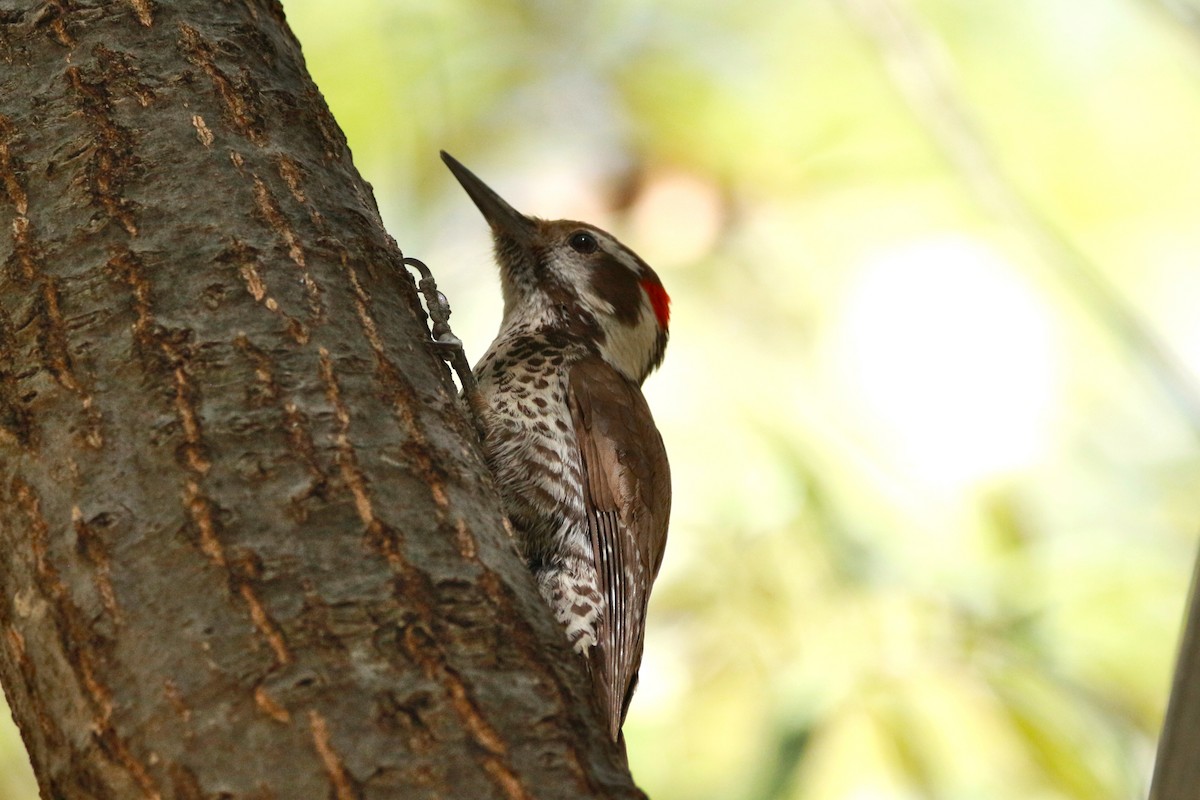 Arizona Woodpecker - Jesse Pline