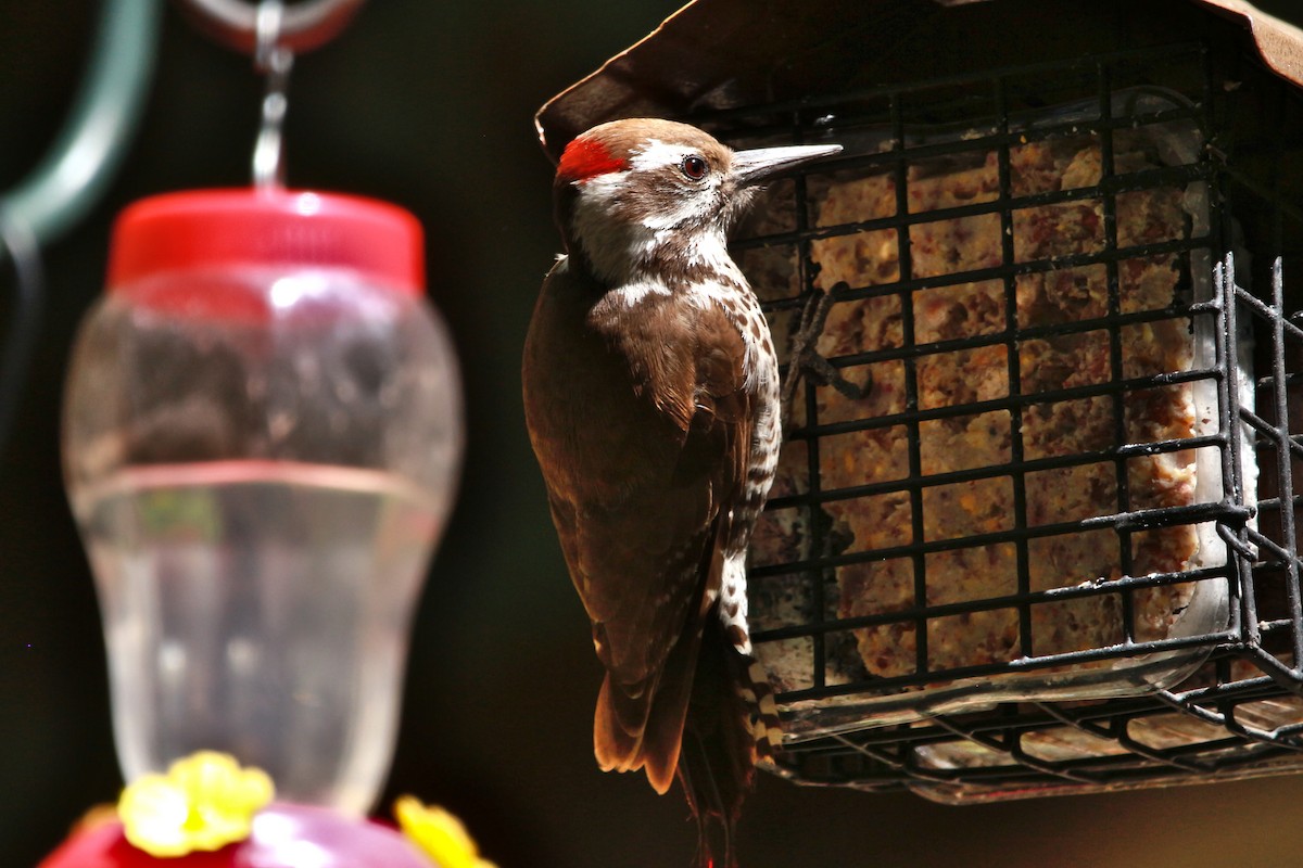 Arizona Woodpecker - Jesse Pline