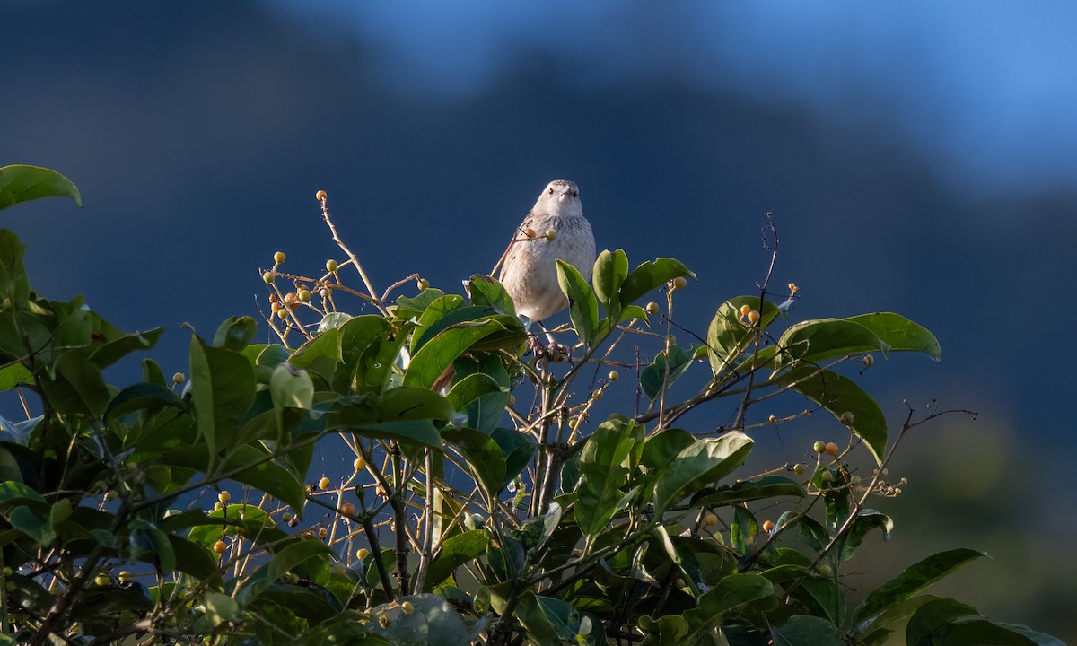 Striated Grassbird - Koren Mitchell