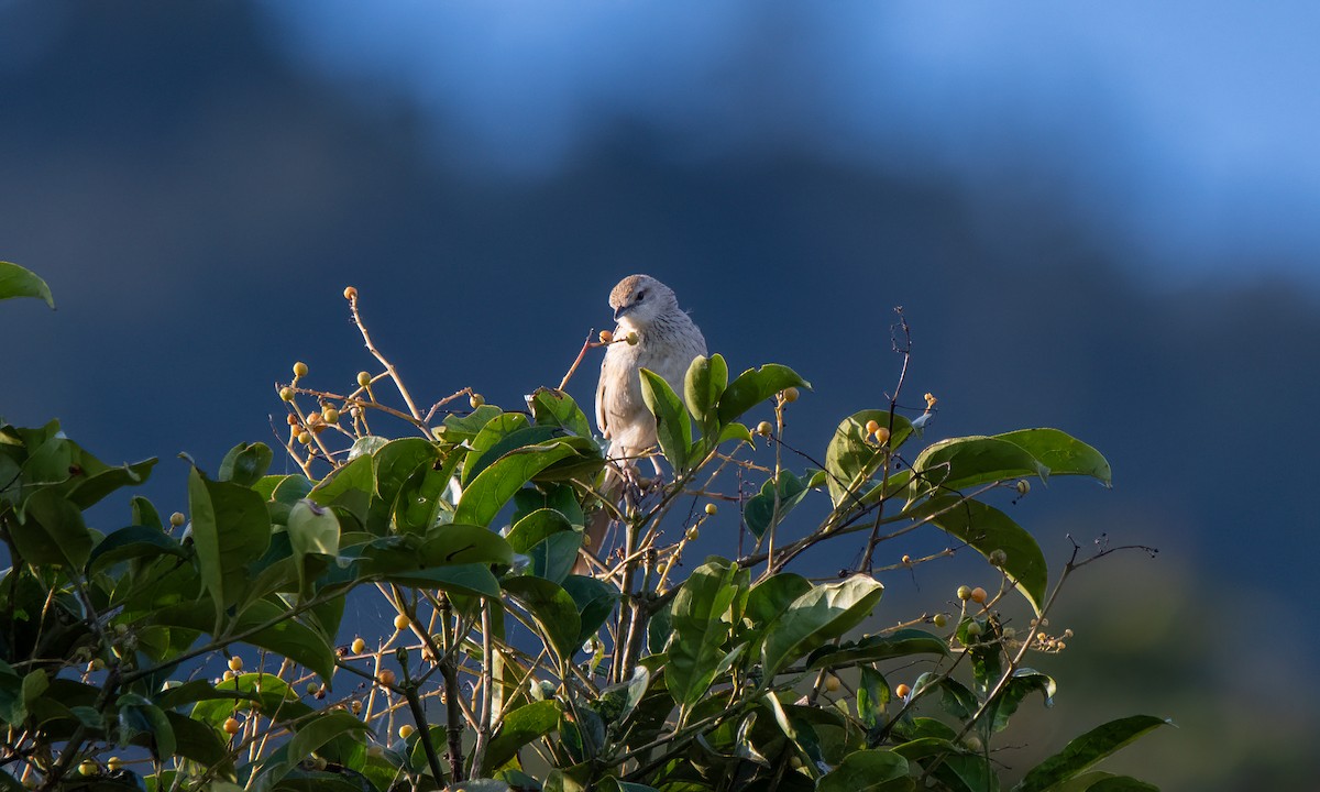 Striated Grassbird - Koren Mitchell