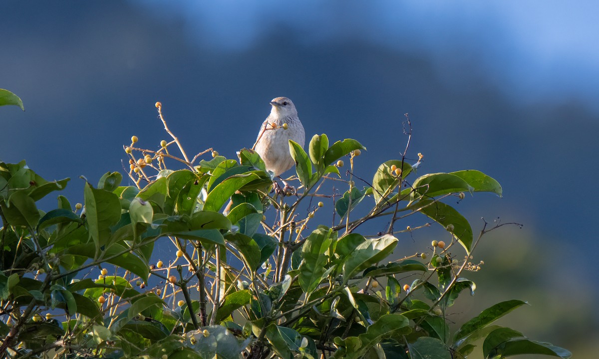 Striated Grassbird - Koren Mitchell