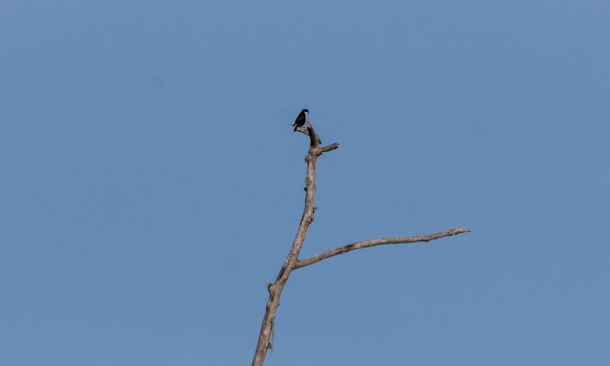 Philippine Falconet - Koren Mitchell