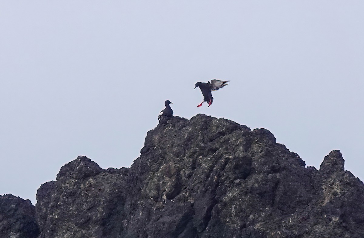 Pigeon Guillemot - Pam Vercellone-Smith