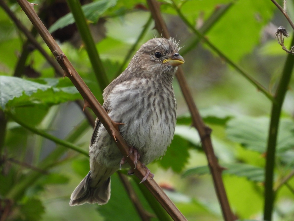 House Finch - Kellie Sagen 🦉