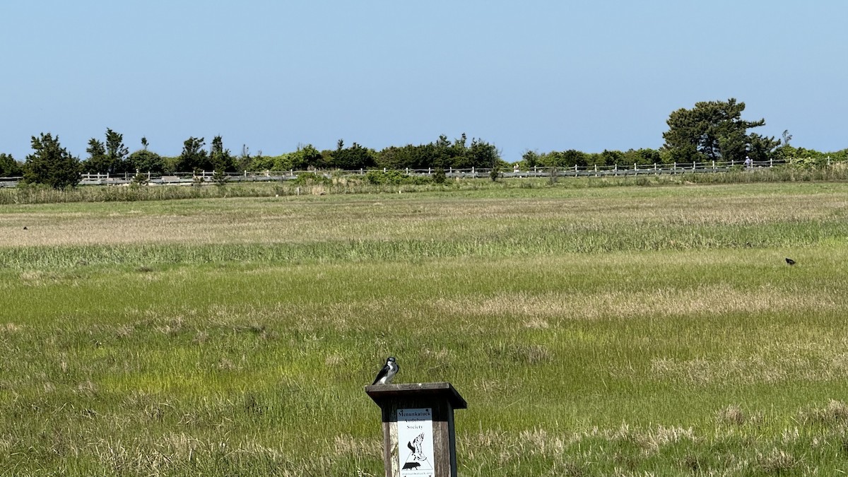 Tree Swallow - Marilyn Stone