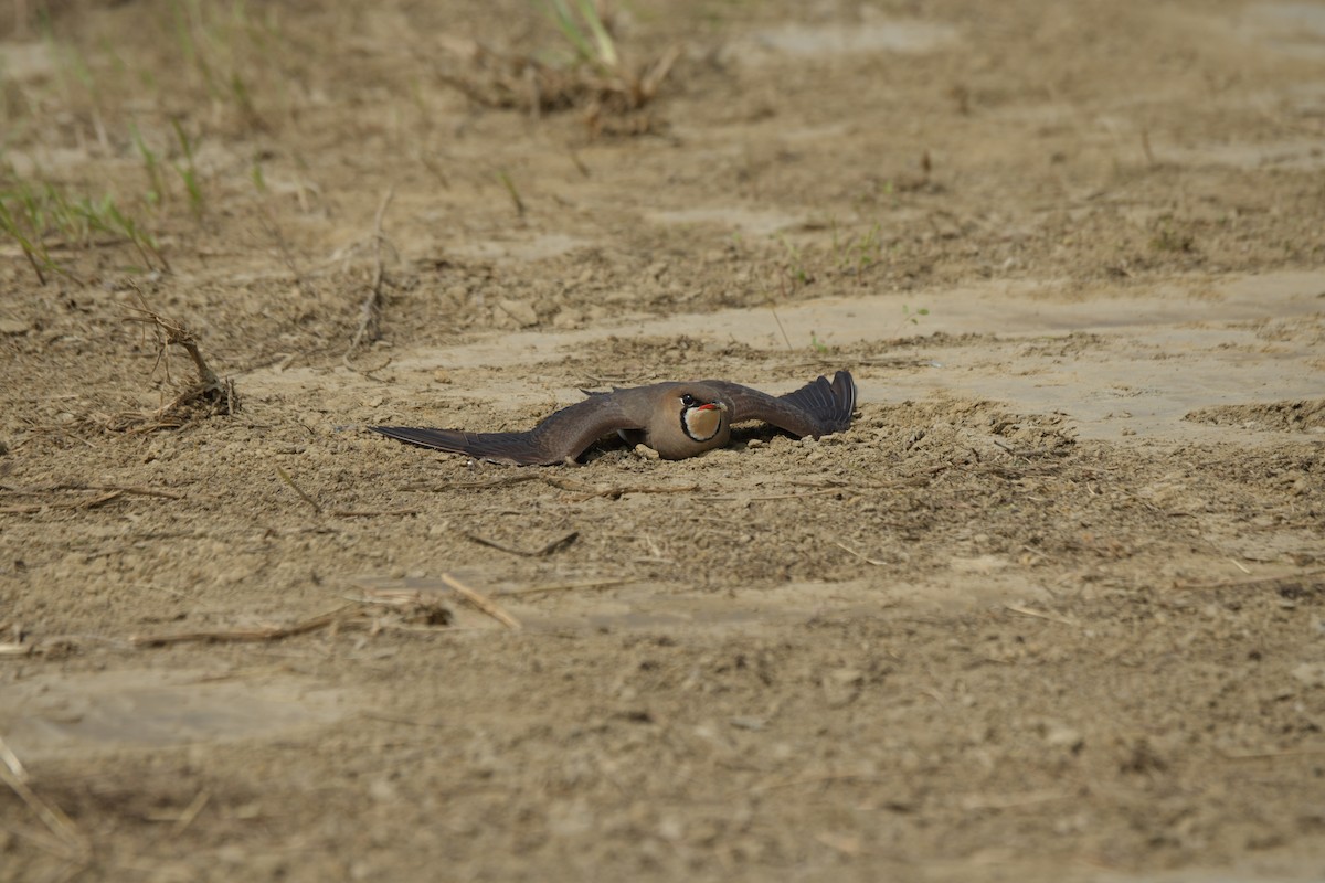 Oriental Pratincole - 東展 吳