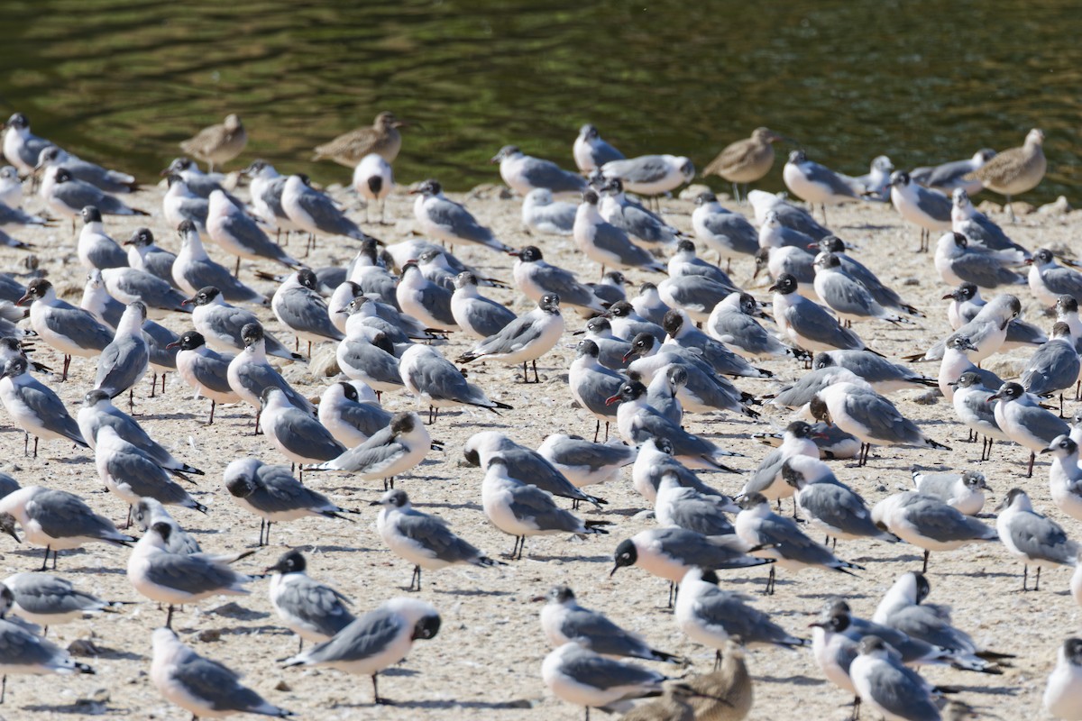 Mouette de Franklin - ML619513345