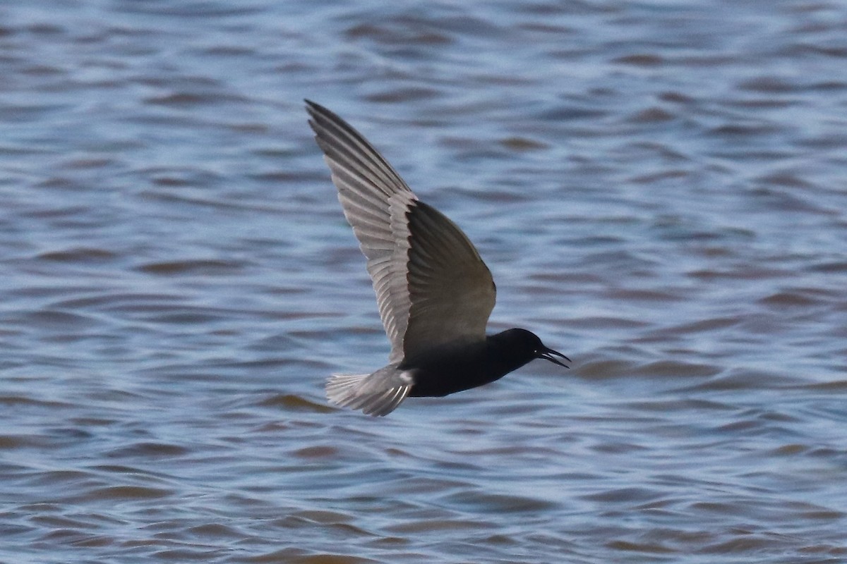 Black Tern - Eric DeFonso 🦑