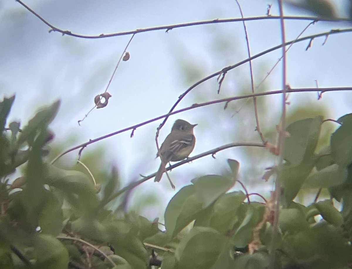 Western Flycatcher - Ethan Matsuyama