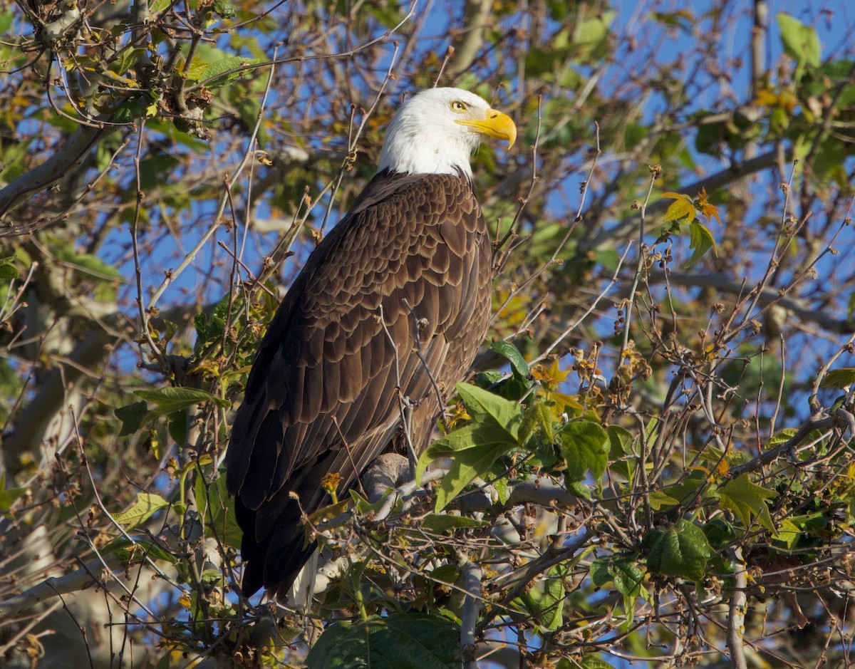 Bald Eagle - Pair of Wing-Nuts