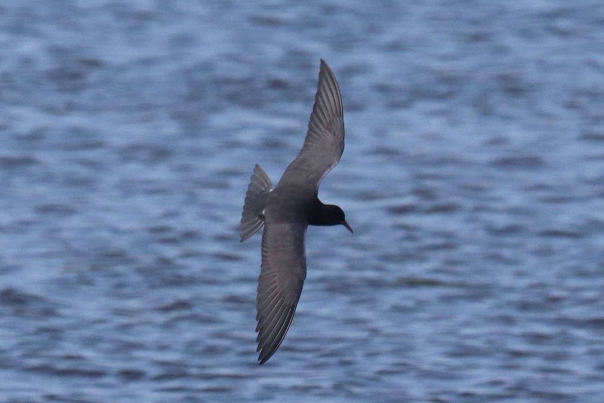 Black Tern - Eric DeFonso 🦑