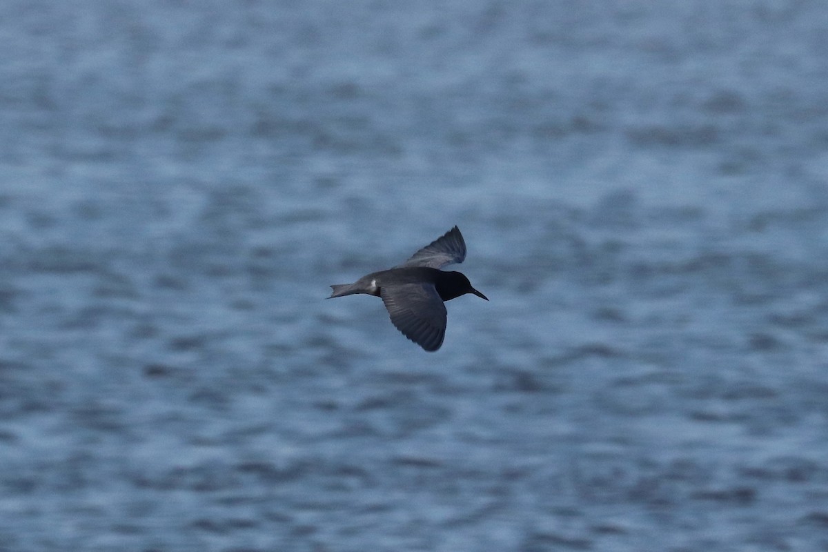 Black Tern - Eric DeFonso 🦑