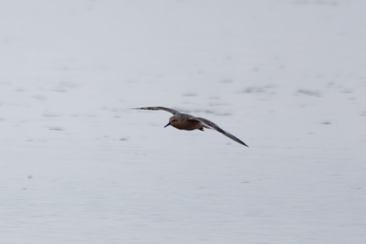 Red Knot - David Mathieu