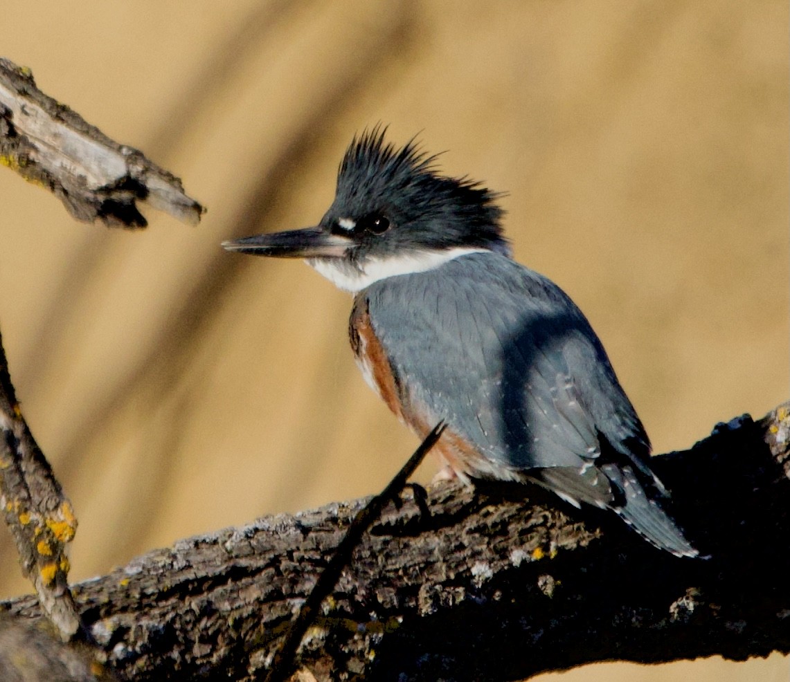 Belted Kingfisher - Pair of Wing-Nuts