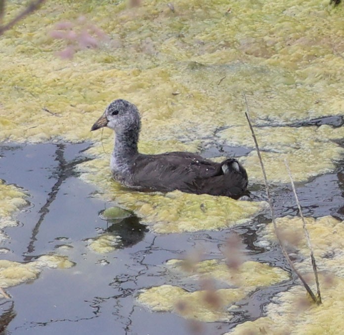 American Coot - Diane Etchison