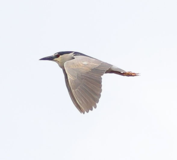 Black-crowned Night Heron - Diane Etchison