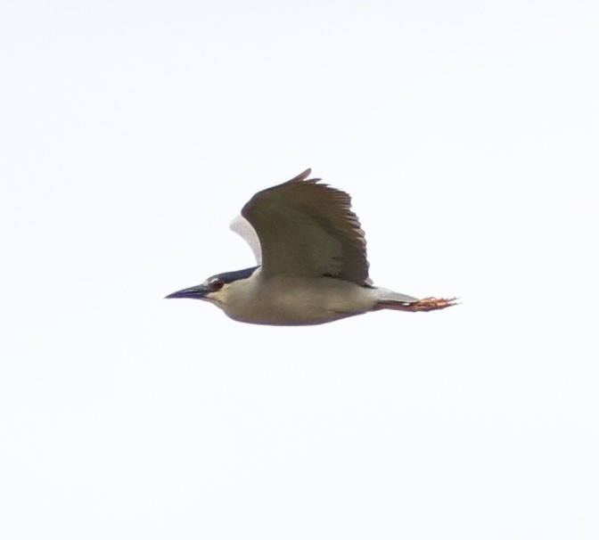 Black-crowned Night Heron - Diane Etchison