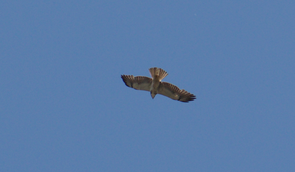 Swainson's Hawk - Angela Hansen