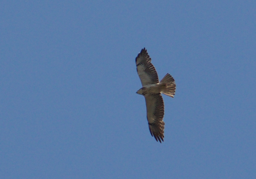 Swainson's Hawk - Angela Hansen