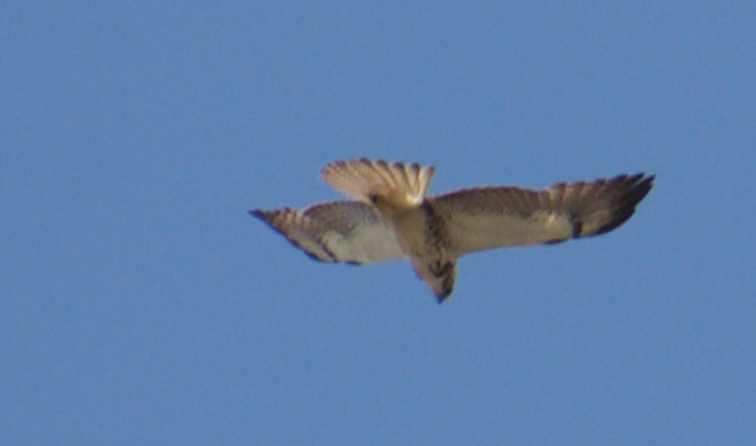 Swainson's Hawk - ML619513374