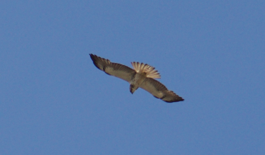 Swainson's Hawk - Angela Hansen