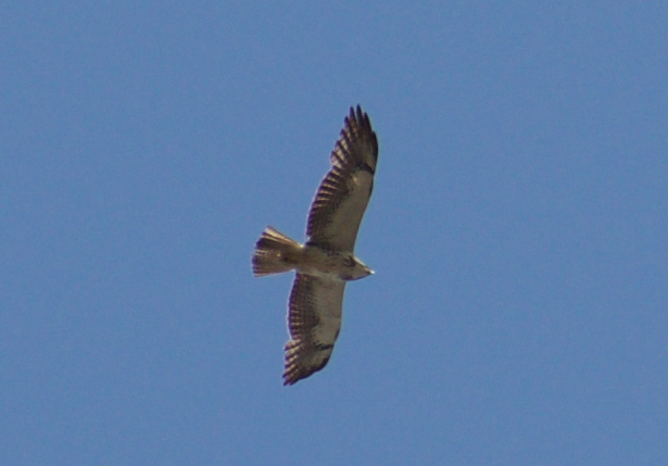 Swainson's Hawk - Angela Hansen