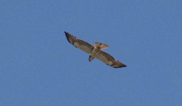 Swainson's Hawk - Angela Hansen