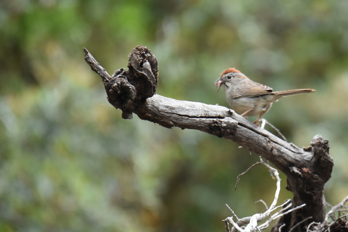 Rufous-crowned Sparrow - Judith Rowen