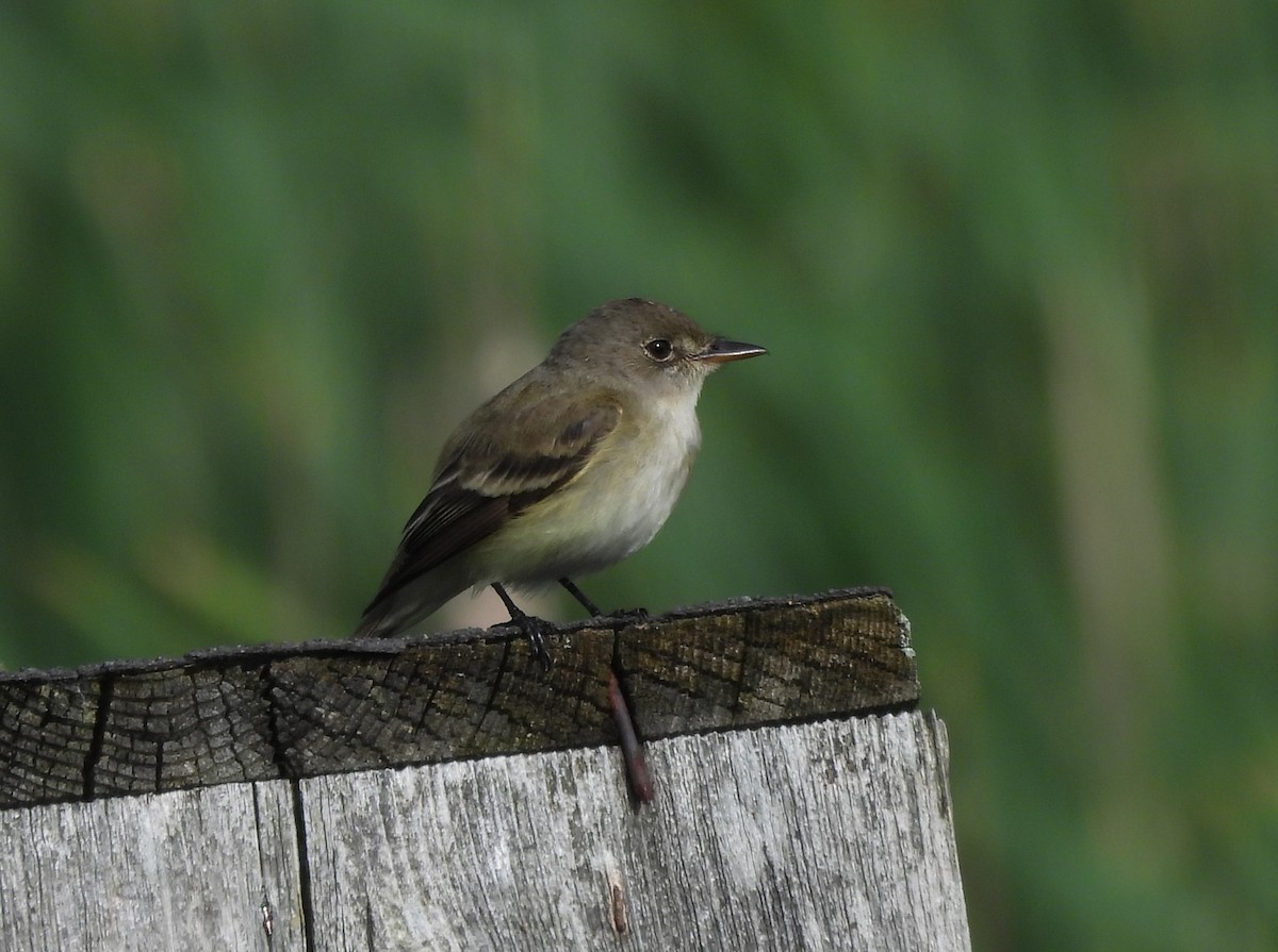 Willow Flycatcher - George Ford