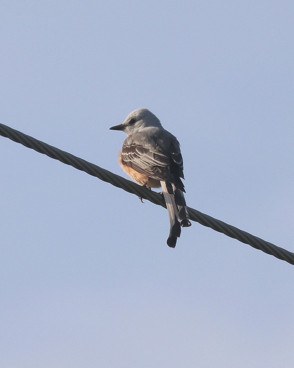 Scissor-tailed Flycatcher - Rick Kittinger