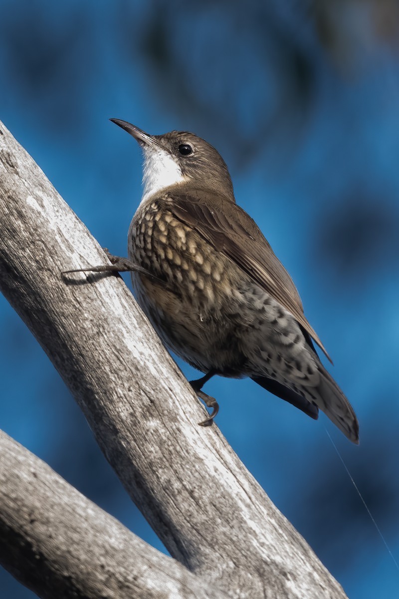 White-throated Treecreeper - Anthony Sokol