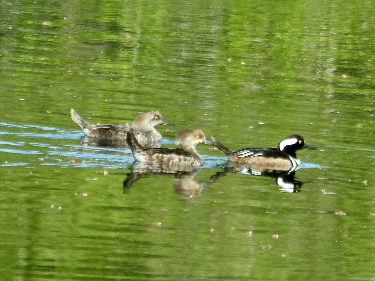 Hooded Merganser - Howard Sands