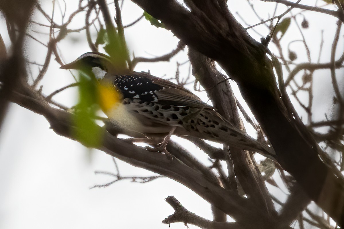 Spotted Quail-thrush - ML619513403