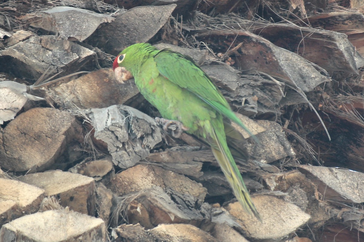 Cordilleran Parakeet - Pierina A. Bermejo