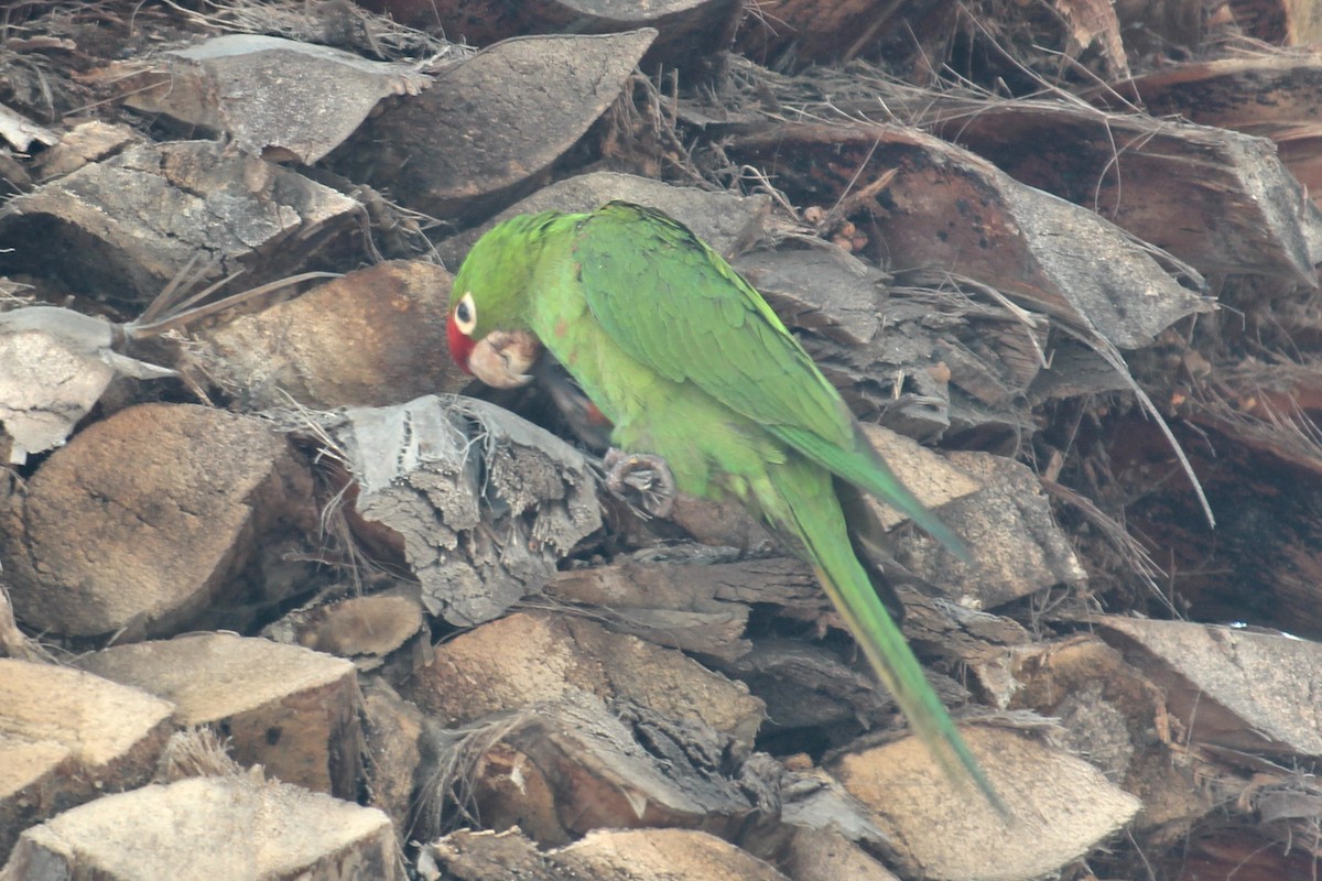 Aratinga Cordillerana - ML619513406