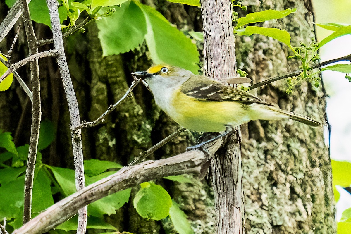 White-eyed Vireo - Shori Velles