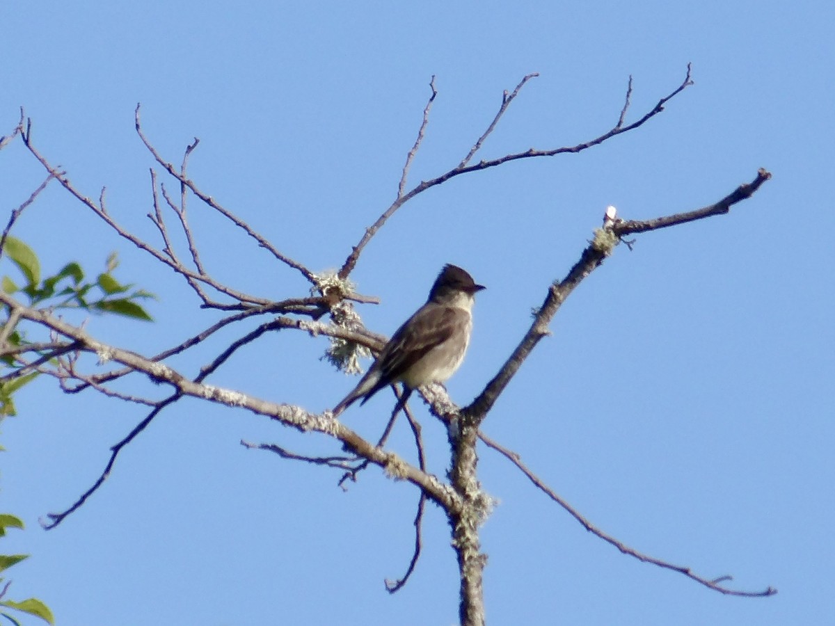 Olive-sided Flycatcher - Howard Sands