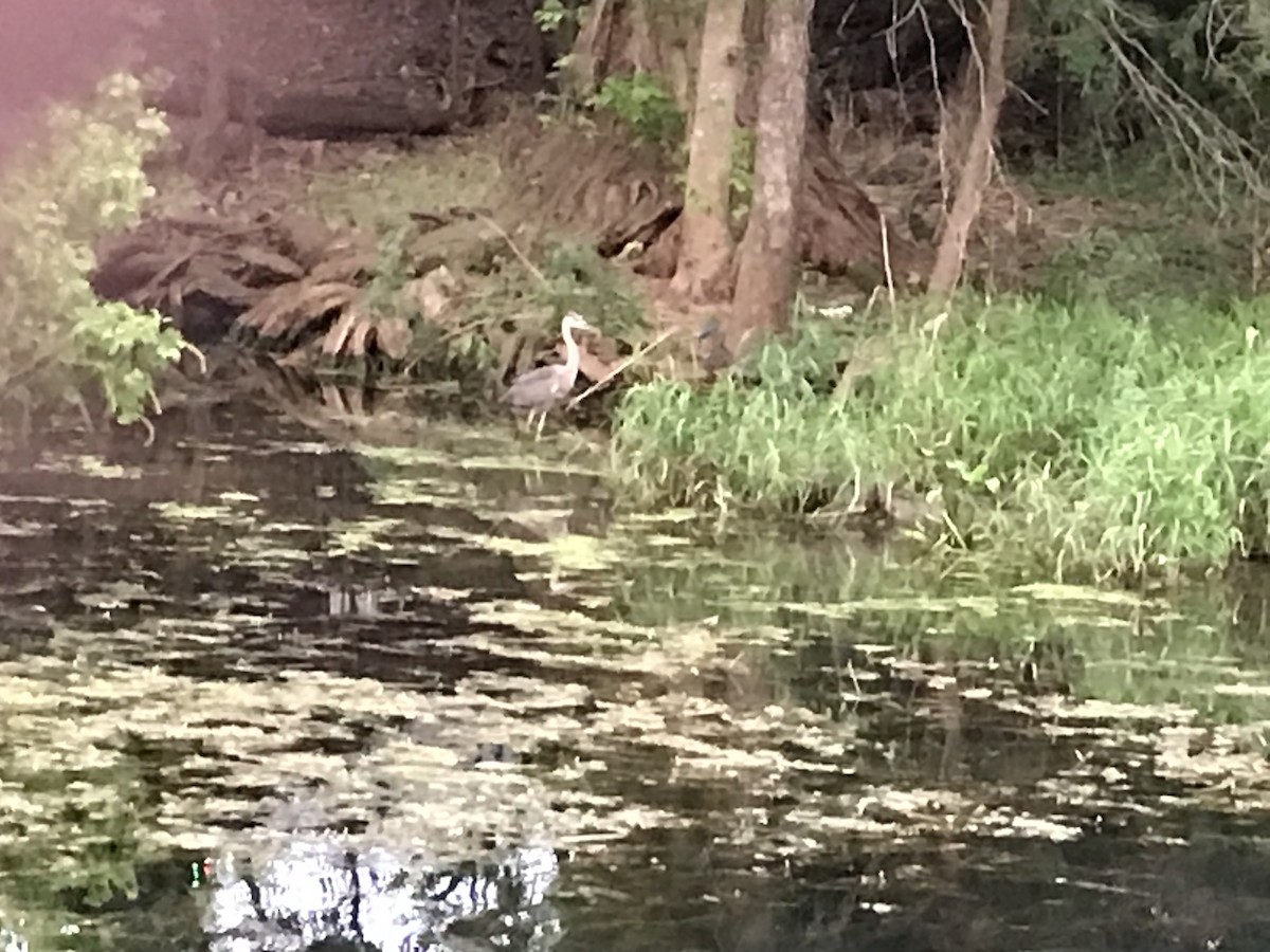 Great Blue Heron (Great Blue) - Garrett Trapp