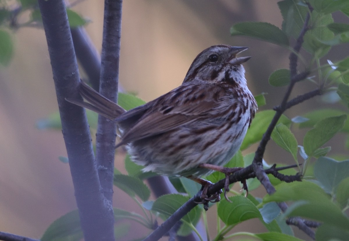 Song Sparrow - ML619513418