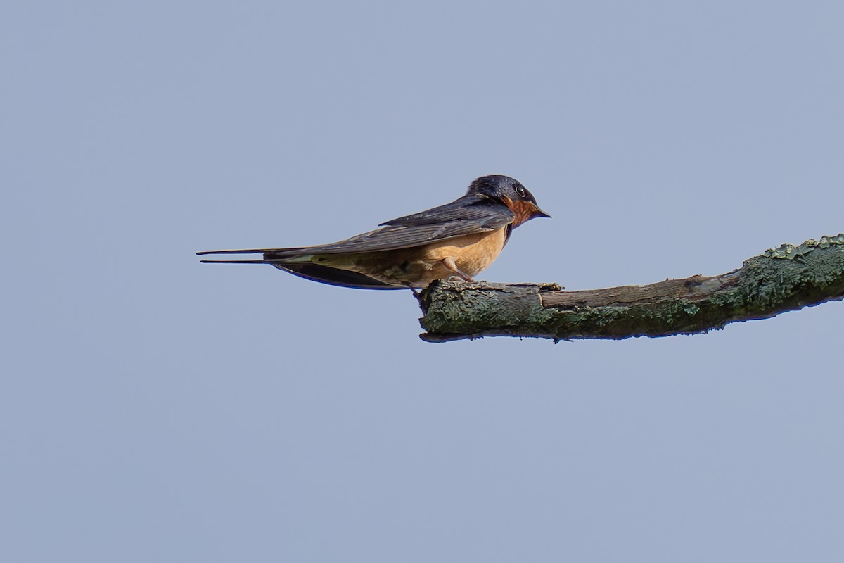 Barn Swallow - Shori Velles