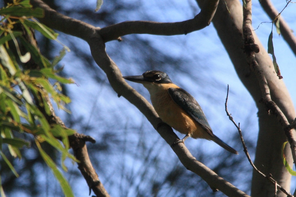 Sacred Kingfisher - Michael  Willis