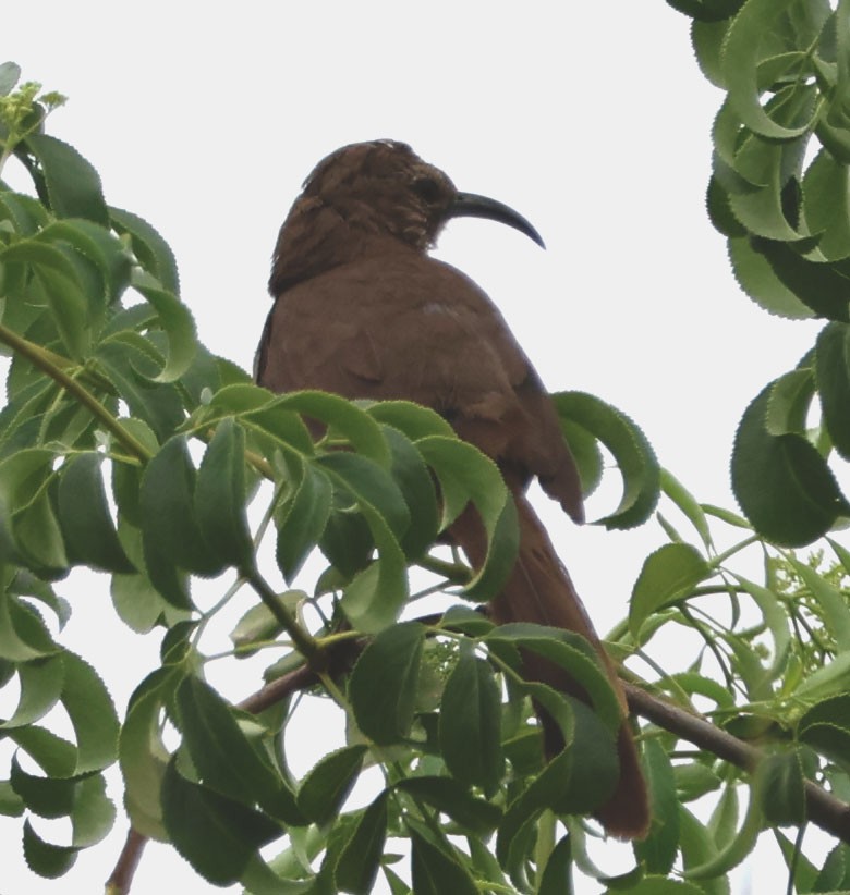 California Thrasher - ML619513423