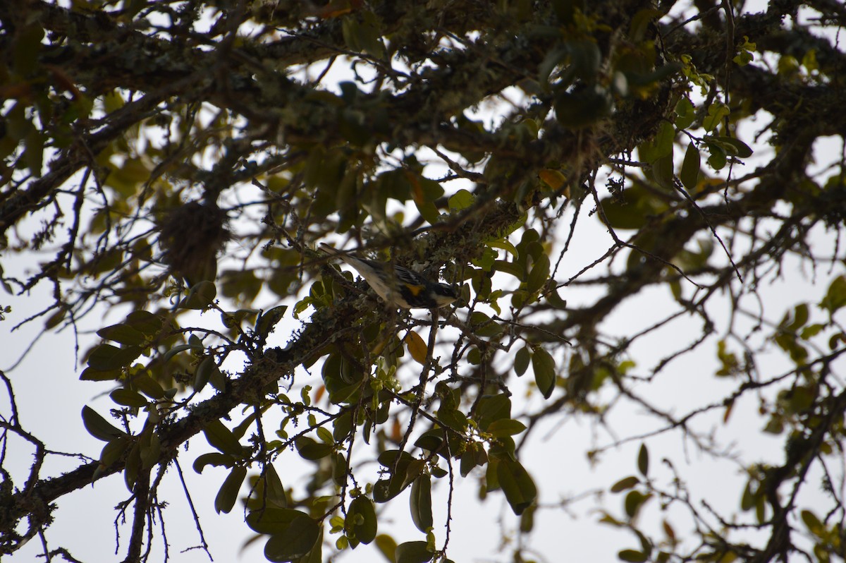 Yellow-rumped Warbler - Corinna Rostrom