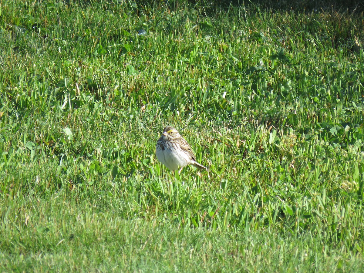 Savannah Sparrow - Pat Geiger