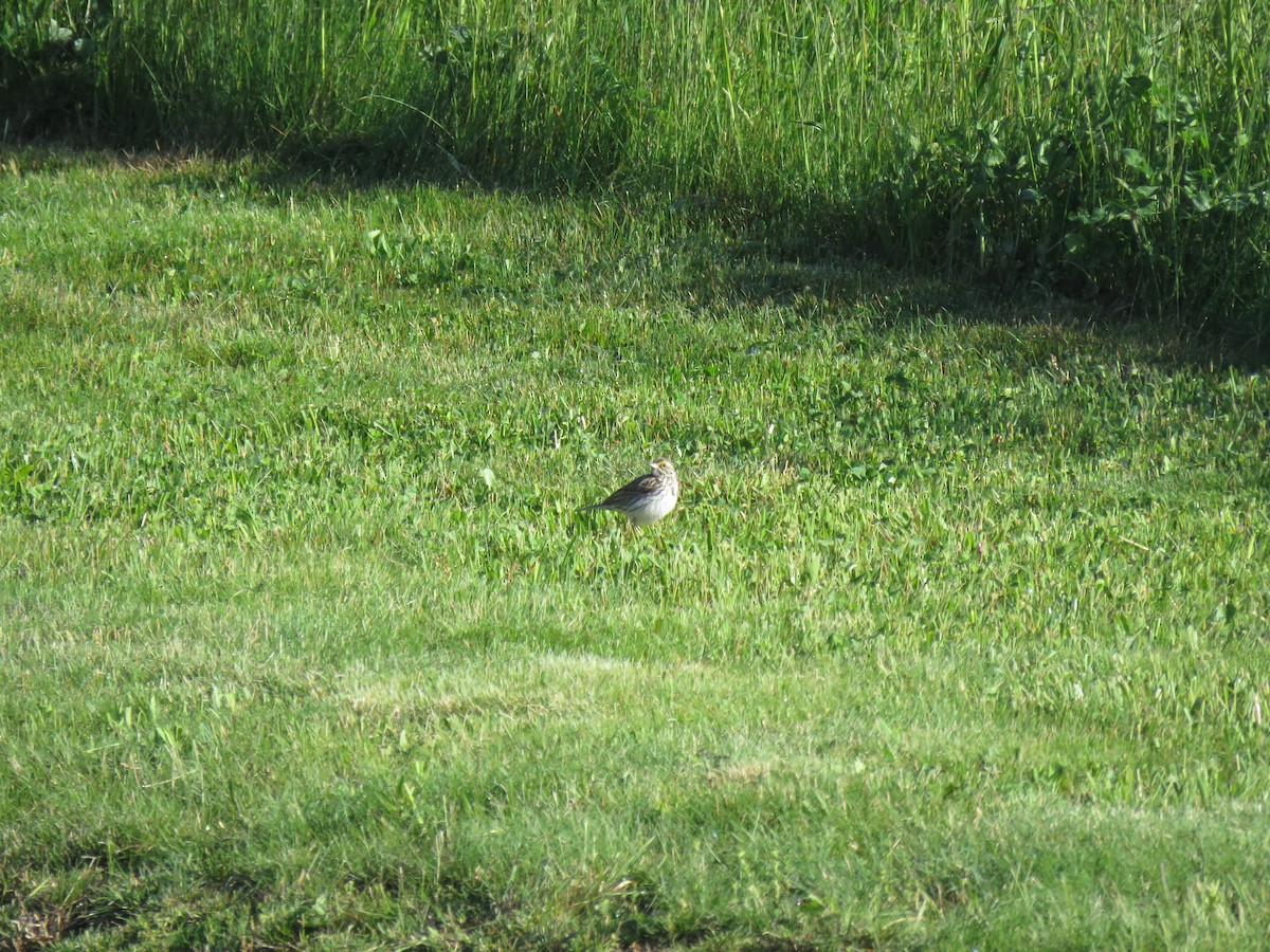 Savannah Sparrow - ML619513432