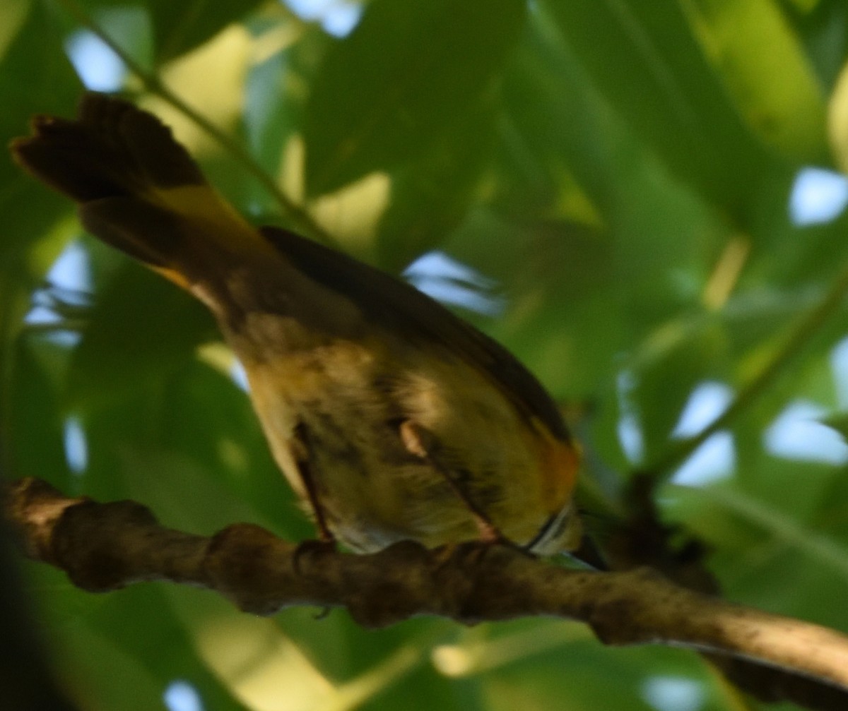 American Redstart - Kassia Delgado