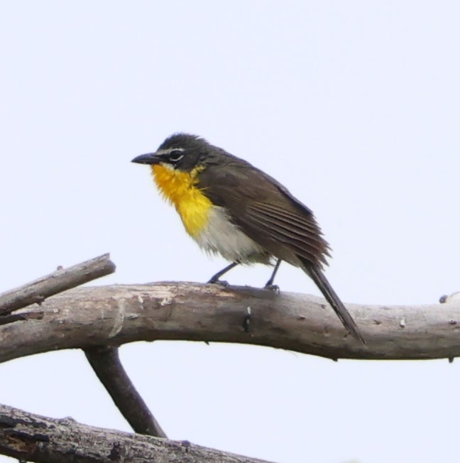 Yellow-breasted Chat - Diane Etchison