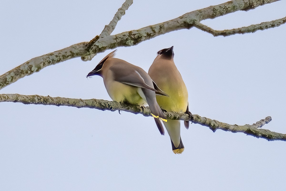 Cedar Waxwing - Shori Velles