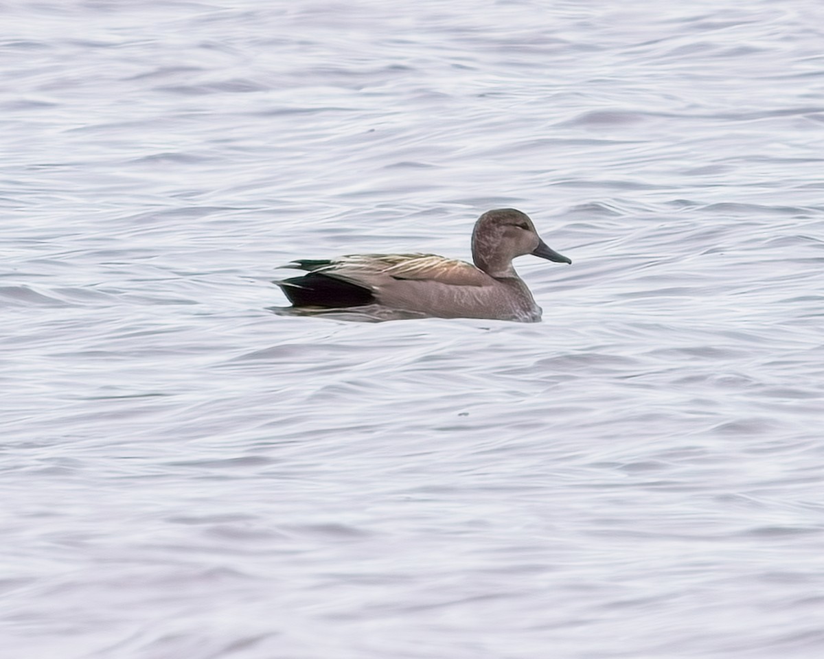 Gadwall - Frank Letniowski